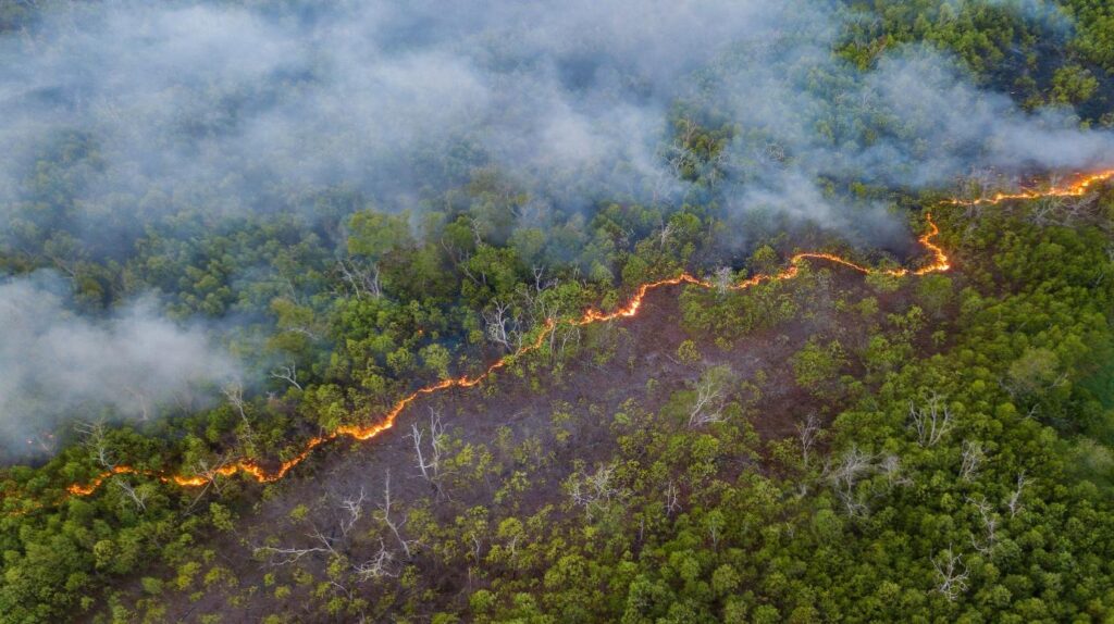 Aerial view of a forest wildfire with smoke and a line of flames.